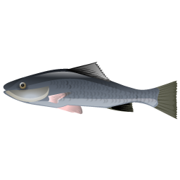 fish icon