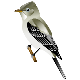 flycatcher_bird icon