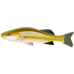 perches_fish icon