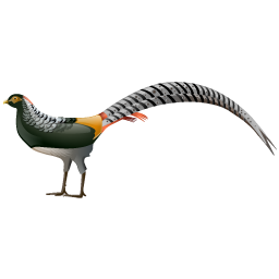 pheasant icon