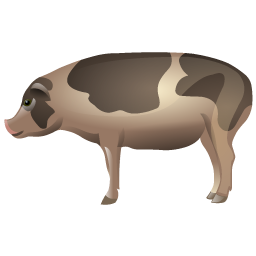 pig icon