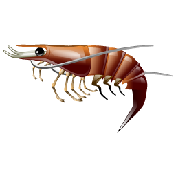 prawn_shrimp icon