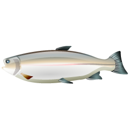 trout_fish icon