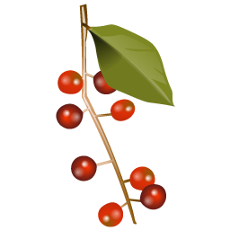 cherries icon
