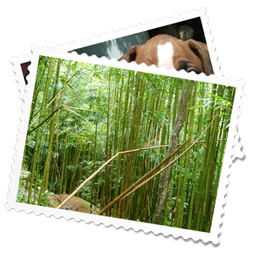 photo_gallery icon