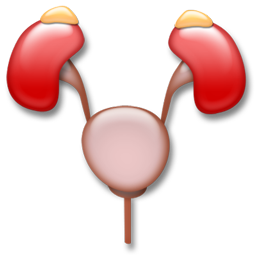 urology icon