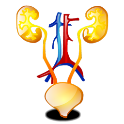 urology icon