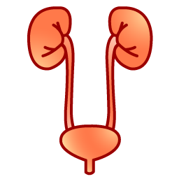 urology icon