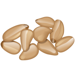 pine_nuts icon