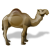camel icon