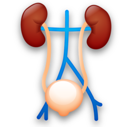 urology icon