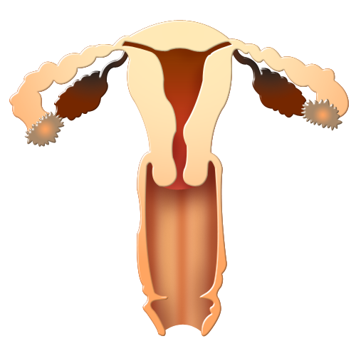 gynecology icon