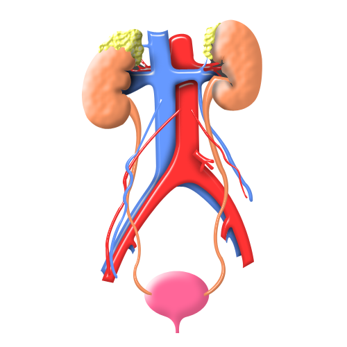 urology icon