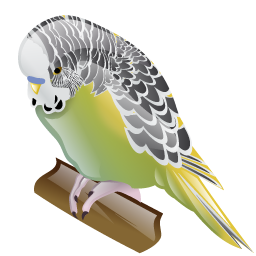 australian_parakeet icon