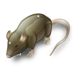 rat icon