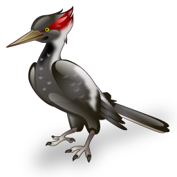 woodpecker_bird icon