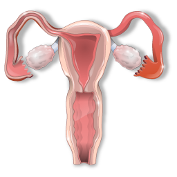 gynecology icon