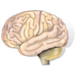 neurology icon
