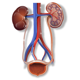 urology icon