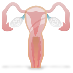 gynecology icon