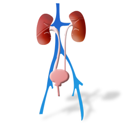 urology icon