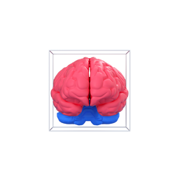 brain-mastermind-cerebrum-organ-intellectual_icon