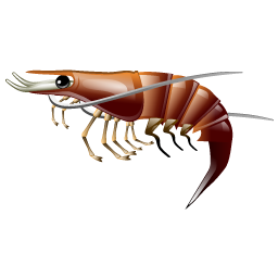 prawn_shrimp_icon