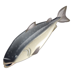 salmon_icon