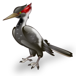 woodpecker_bird_icon