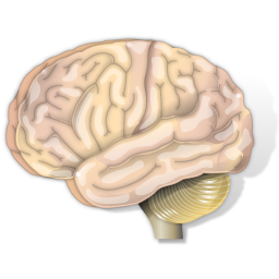 neurology_icon