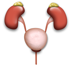 urology_icon